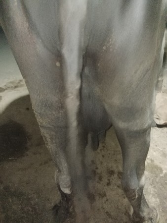 વેચવા ની