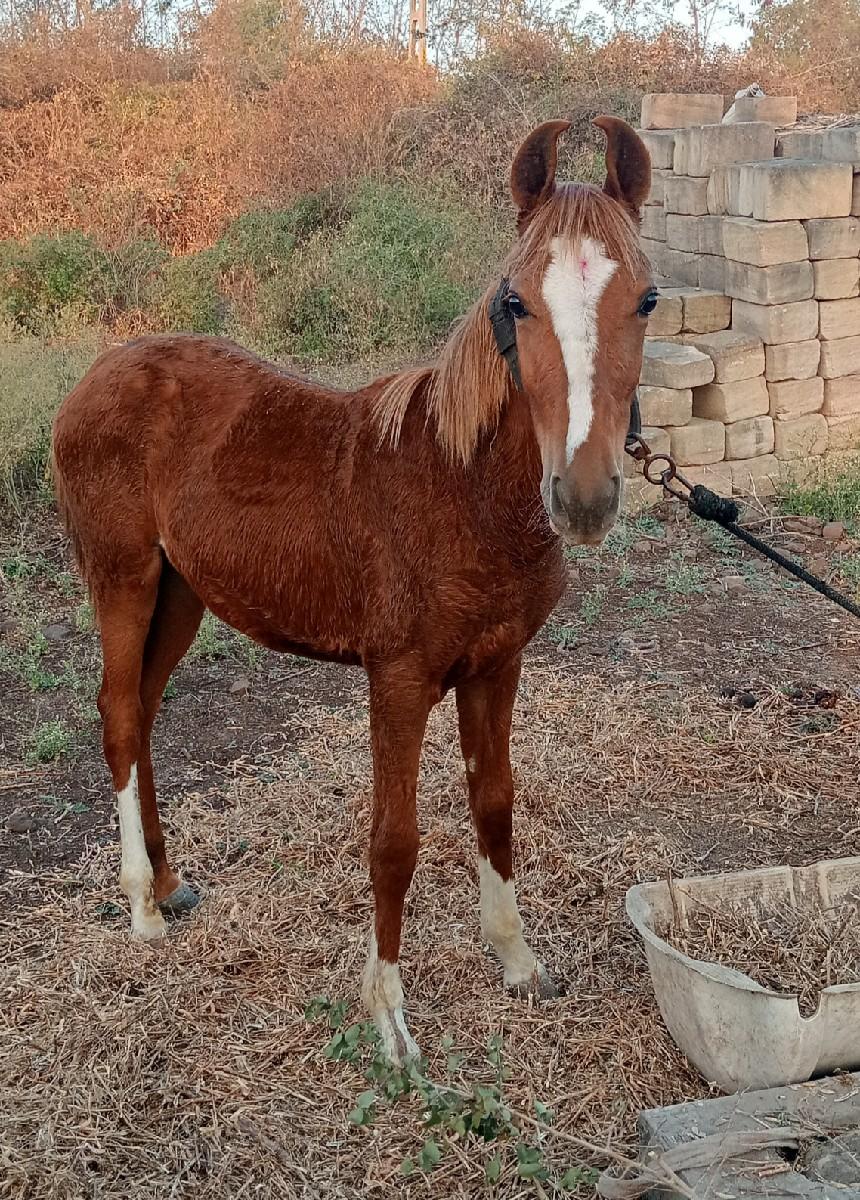 વશેરી નુ સાટુ કરવાનુ છે