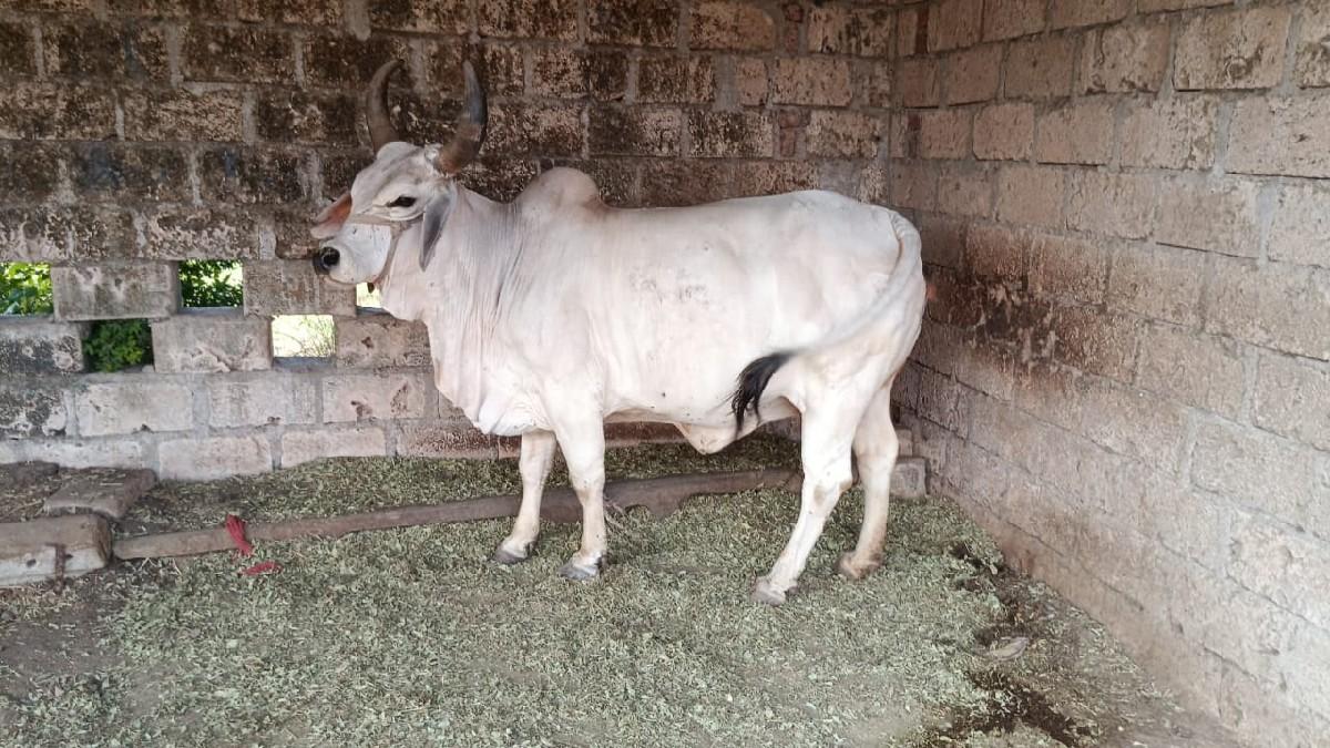 थंबनेल 2