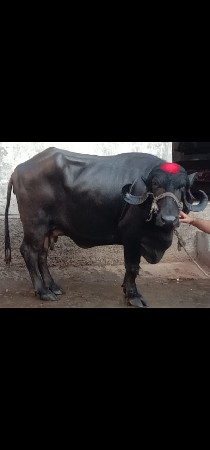 2 ભેંસ વેચવાનું છે