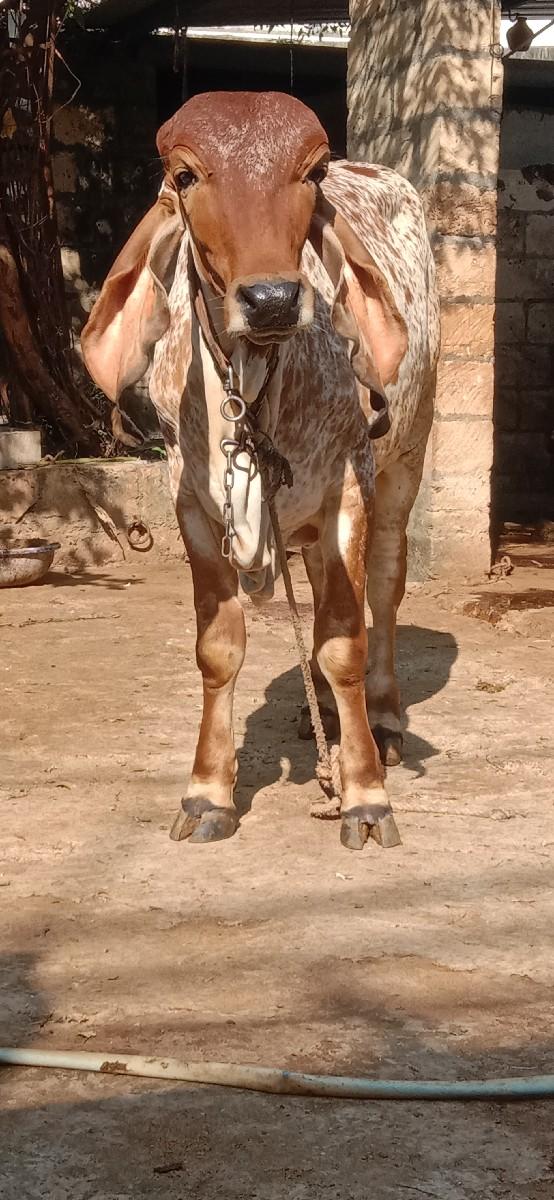 આ ઓરીજનલ ગીર વાછડી વેચવાની છે