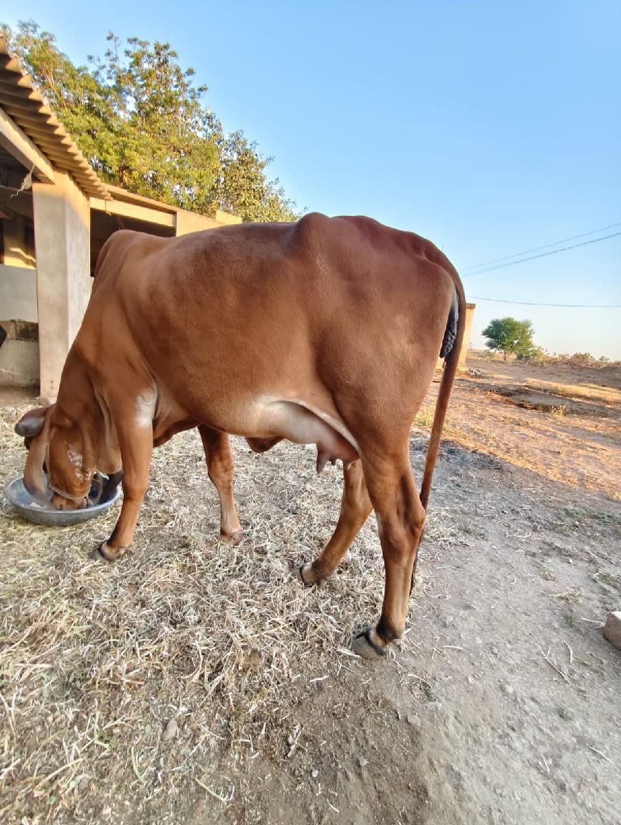 थंबनेल 3