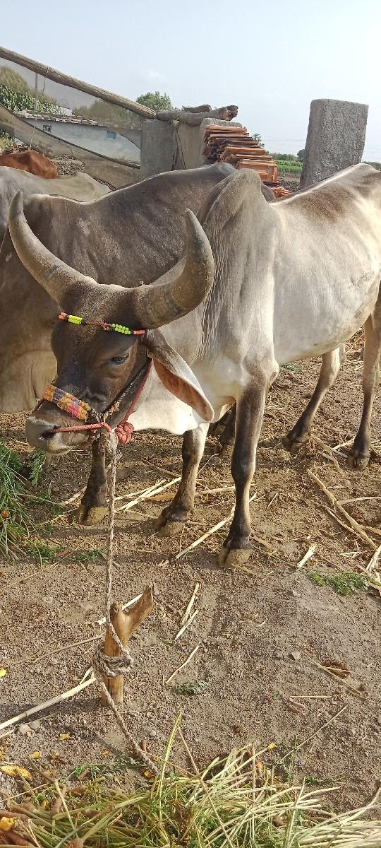 थंबनेल 3