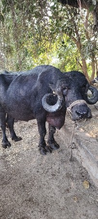 ખળેલી વેચવાની છે