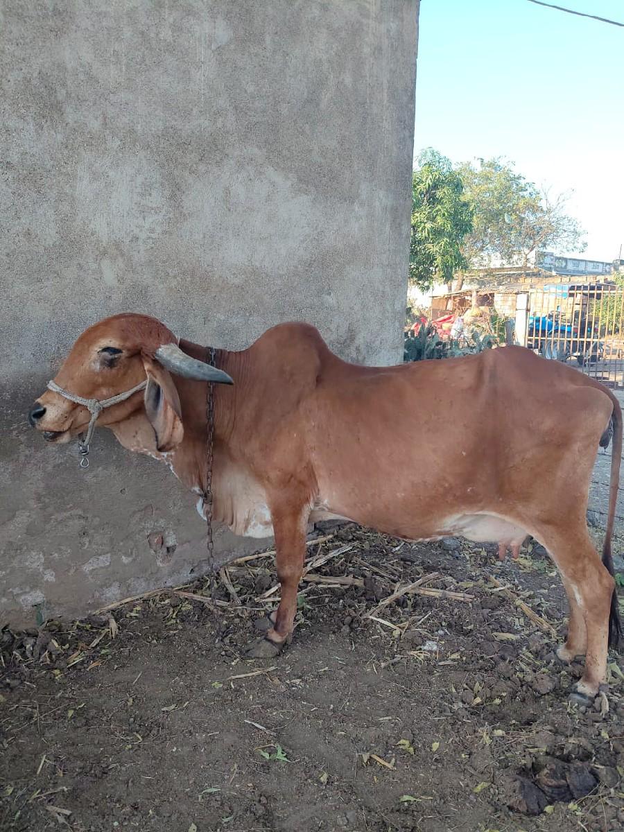 ગાય વેચવાની છે.