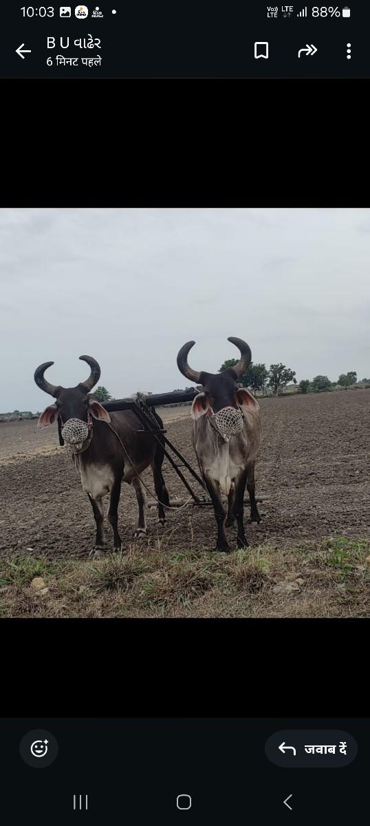 બળદ વેસવા ફુલ જવાબ દારીવાળા