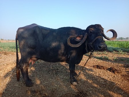 થંબનેલ 3