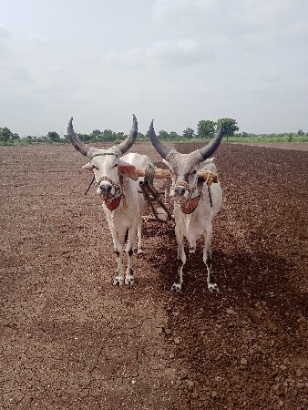 ગોઢલા વેચવાના  છે