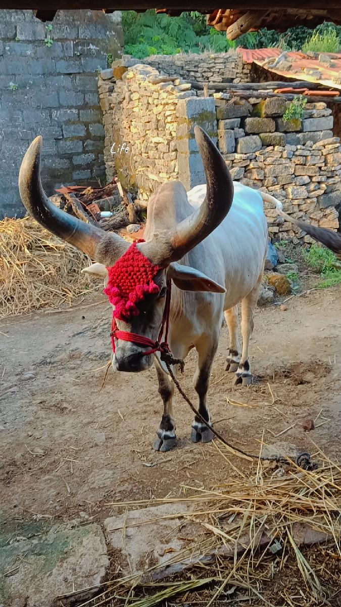 थंबनेल 3