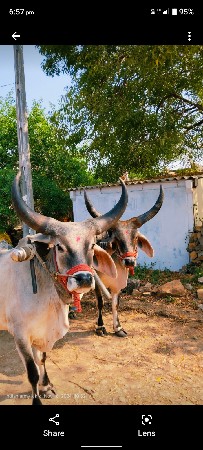 બળદ વેચવાનો