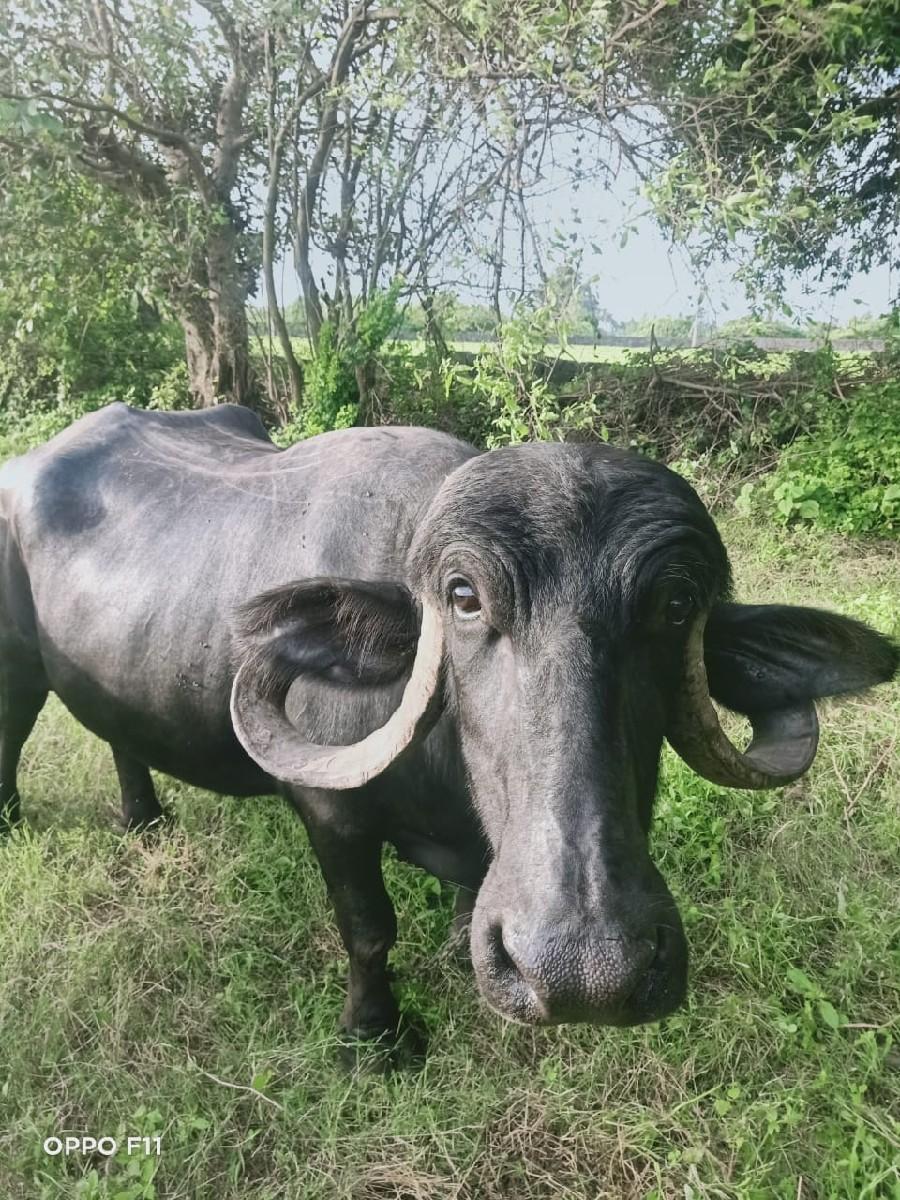 थंबनेल 3