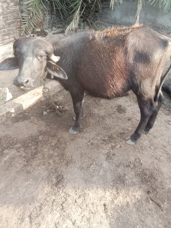 થંબનેલ 2