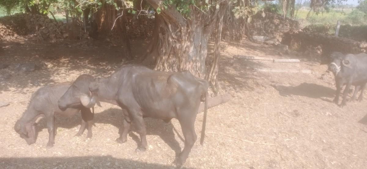 થંબનેલ 2