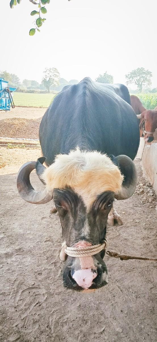 થંબનેલ 2