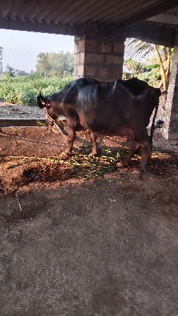 થંબનેલ 4