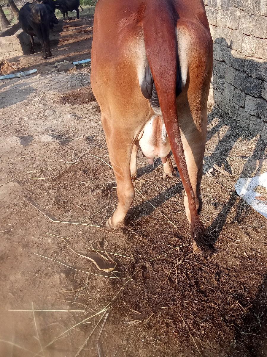 થંબનેલ 3