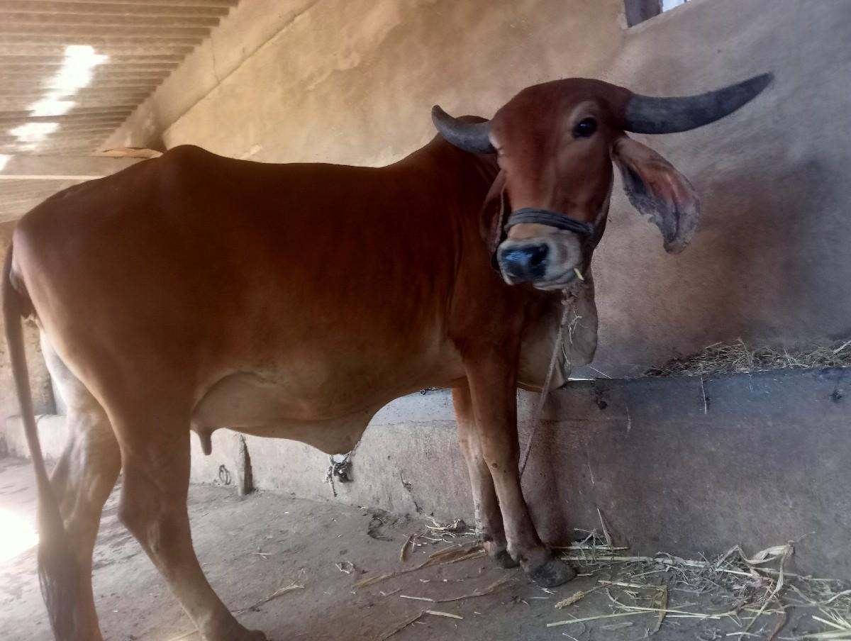 थंबनेल 4