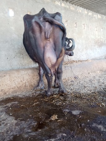 થંબનેલ 4