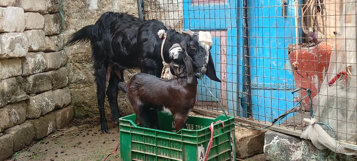 થંબનેલ 3