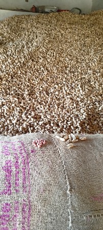 ગિરનાર 4  કોરી માંડવી