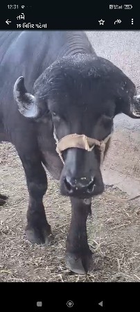 બેવરસની. ખીરી. ખડી