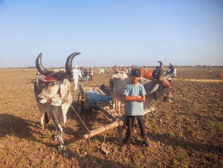 બળદ વેશવાનાશે