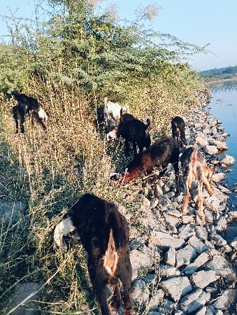 થંબનેલ 2