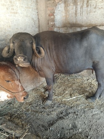 થંબનેલ 2