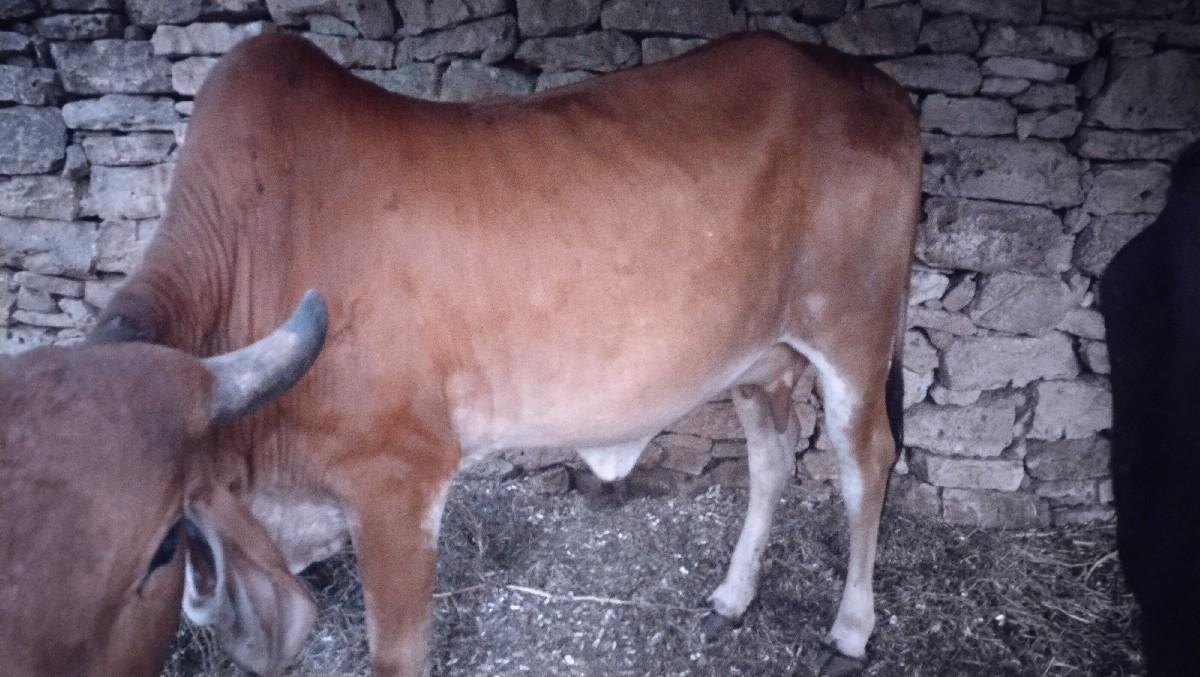 थंबनेल 2