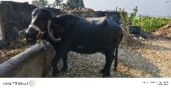 થંબનેલ 3