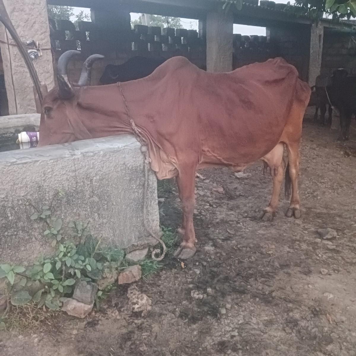 ગાય વેસવી