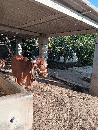 વેચવાની છે