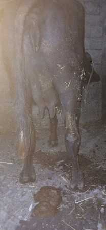 પેલુવેતરખળેલીદુધ,3,લીટરનીસેપાડી