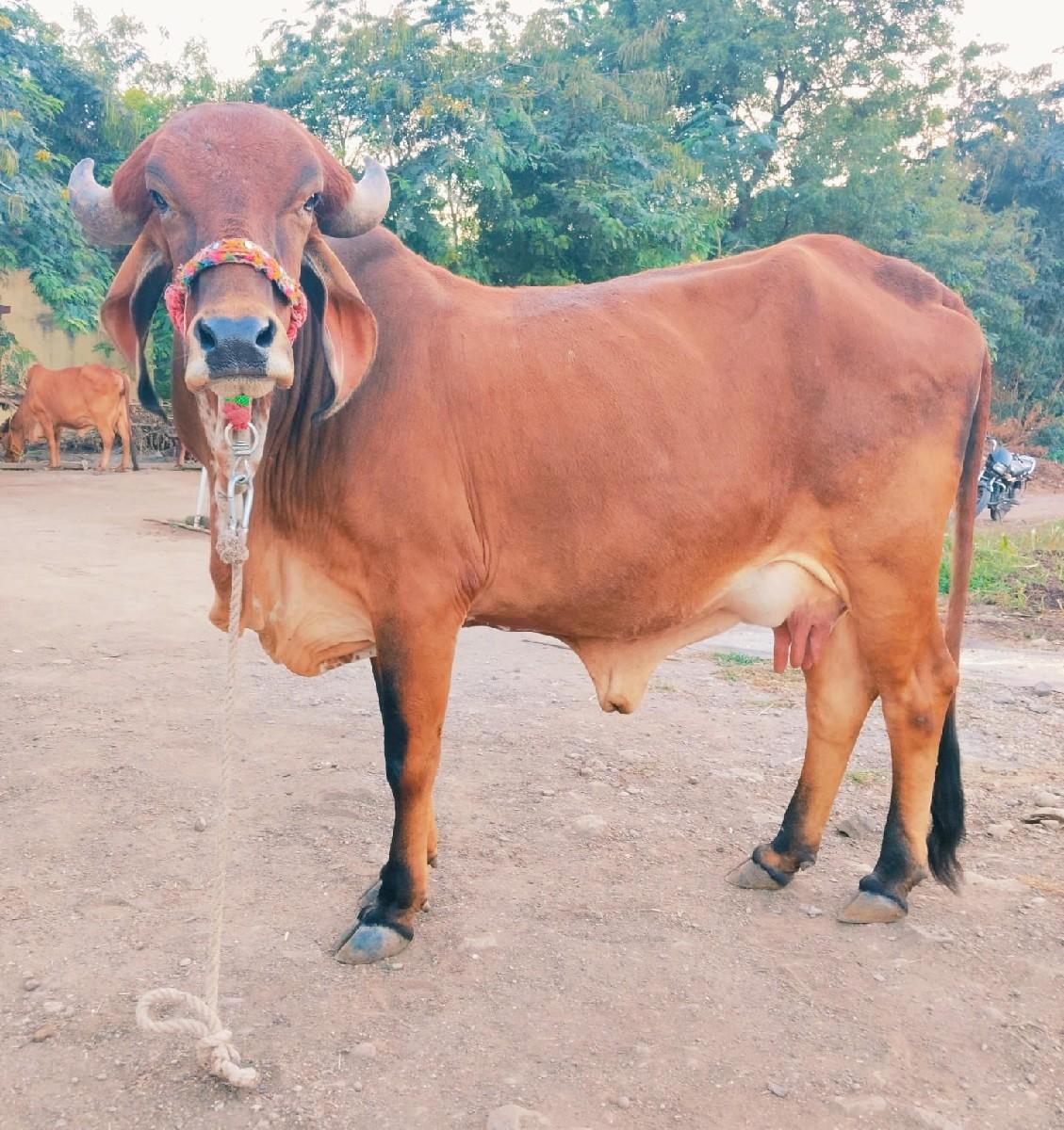 थंबनेल 2