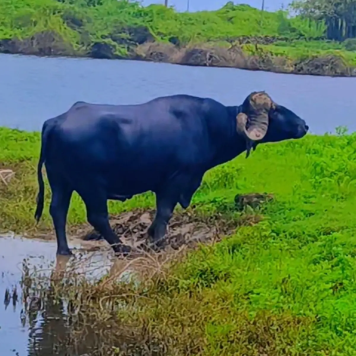 थंबनेल 2