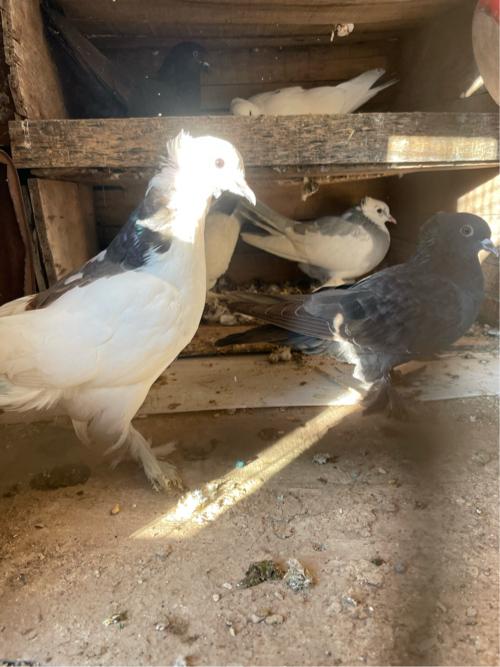 થંબનેલ 2