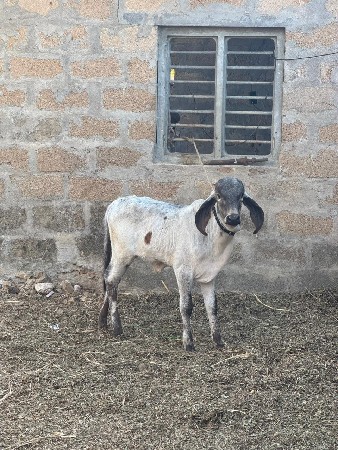 ગીર વાછળી વેચવાની છે