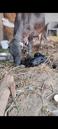 થંબનેલ 2