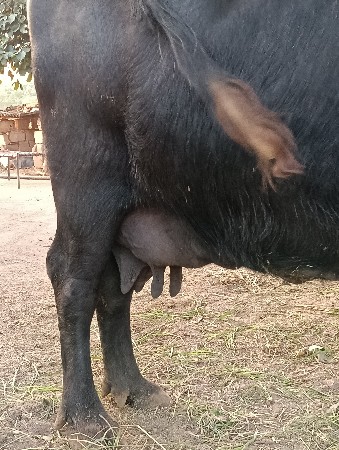 ભેંસ વેચવાની છે