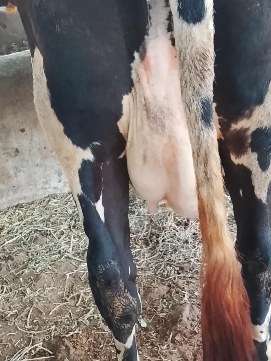 થંબનેલ 3