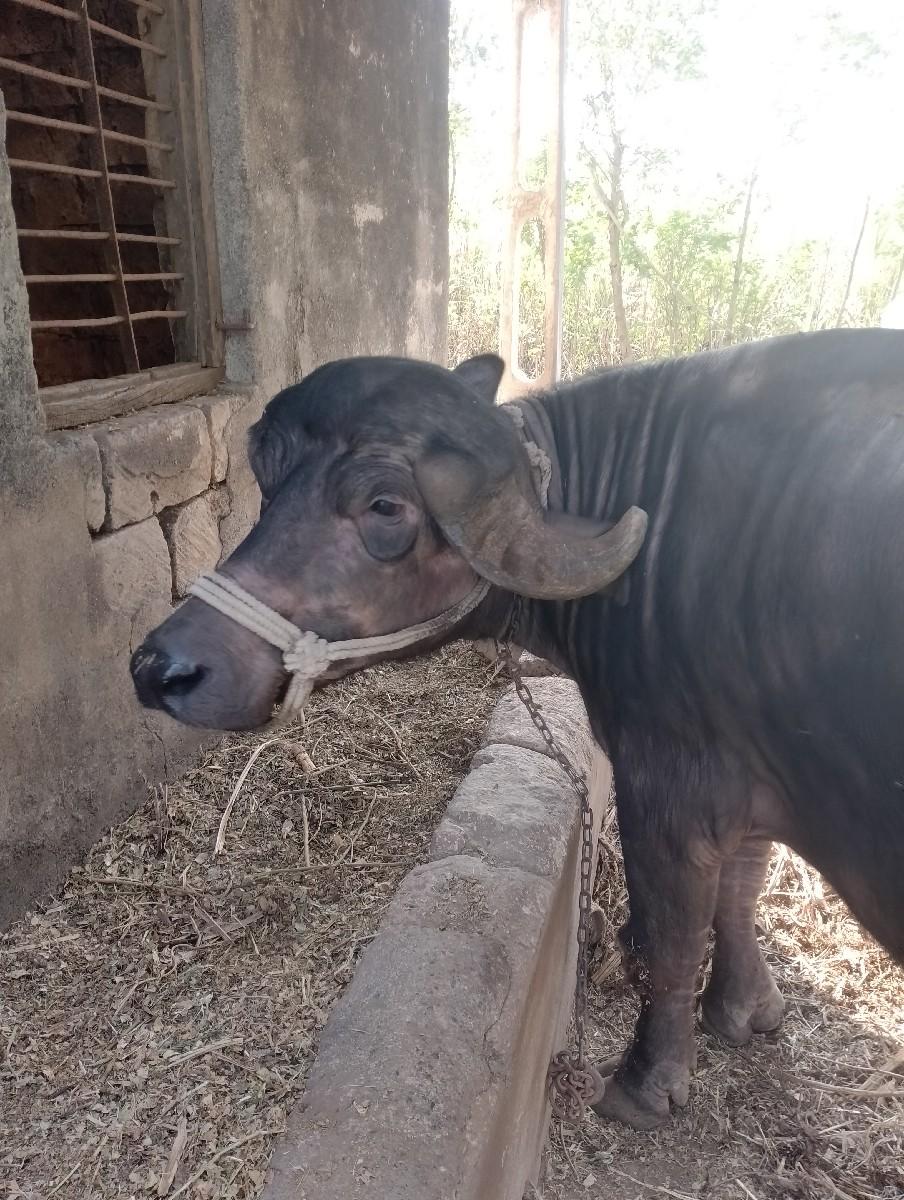 જાફરાબાદી ભેસ વેચવાની છે...