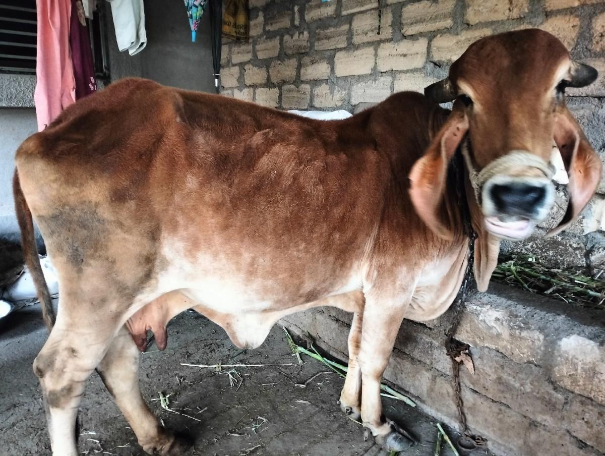 ગાય વેચવાની સે