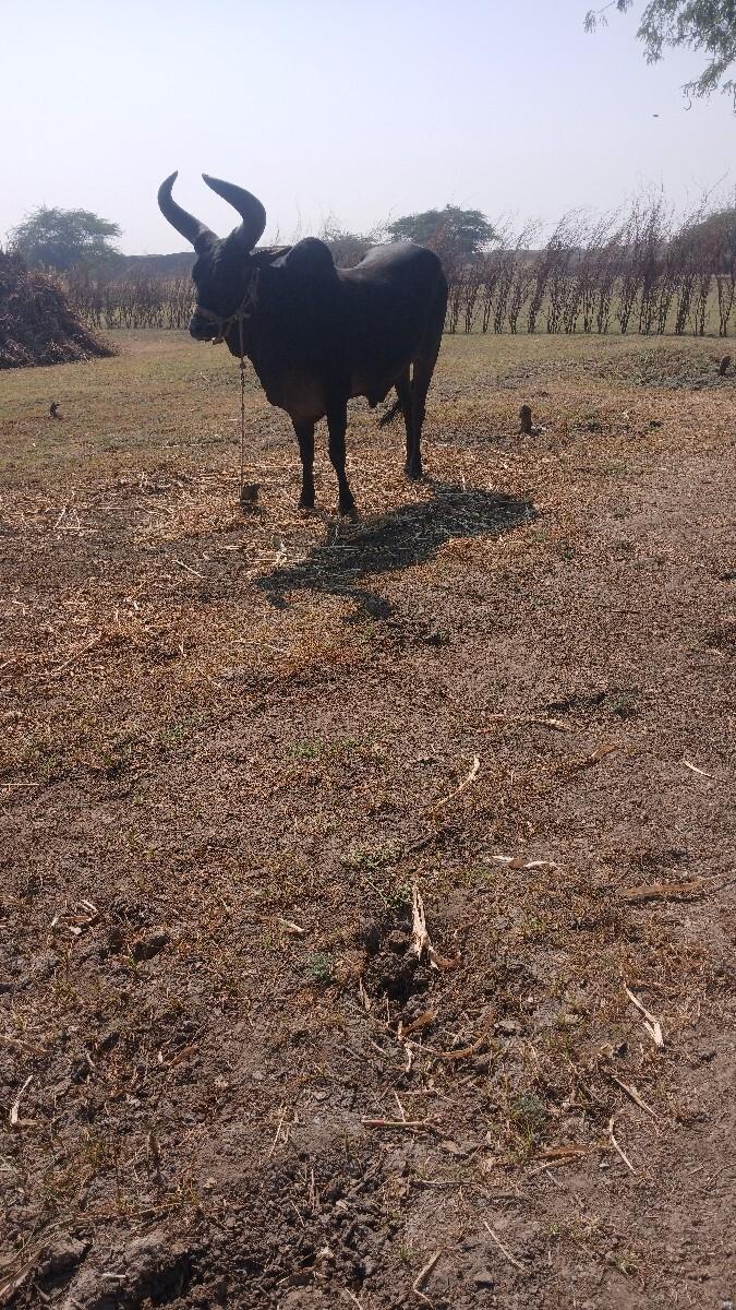 ઘોધલો.વેસવાનો.સે