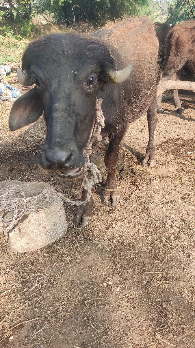 થંબનેલ 3