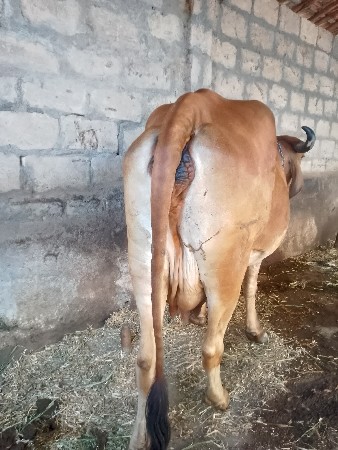 थंबनेल 2