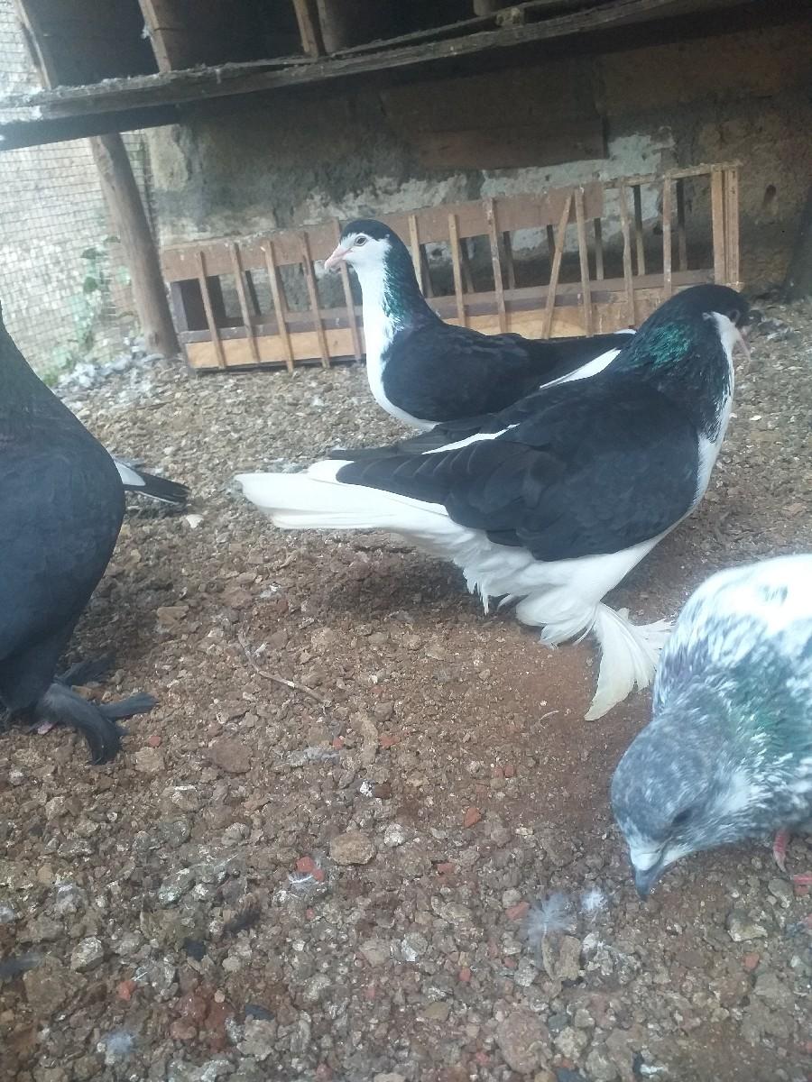 थंबनेल 2