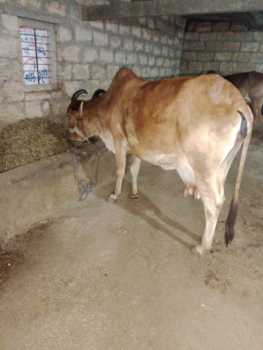 થંબનેલ 3