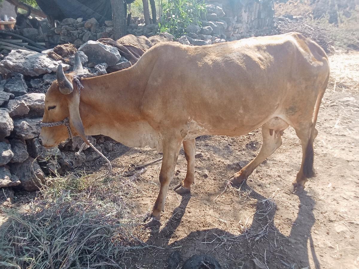 थंबनेल 2