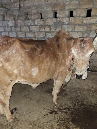 થંબનેલ 3