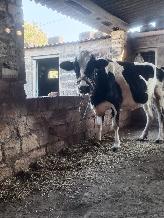 ગાયુ વેચવાની